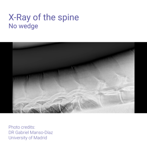 Aluminium Wedge - Image 6