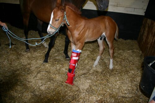 Redboot Articulated Corrective Brace - Image 4