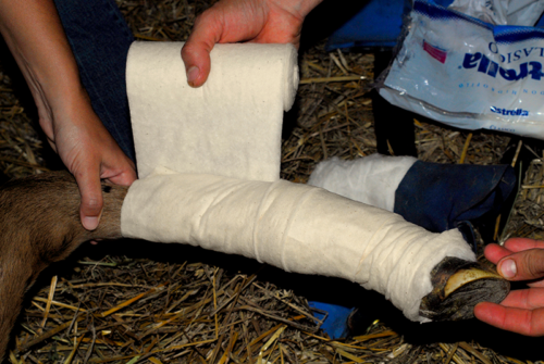 RedBoot Corrective Foal Boot - Image 4