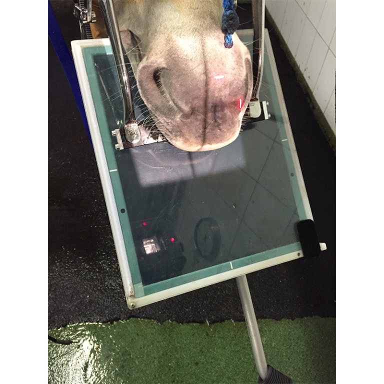 XtandR Equine xray biteplates for equine dental xrays Podoblock USA