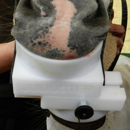 Juliuster - Image 3