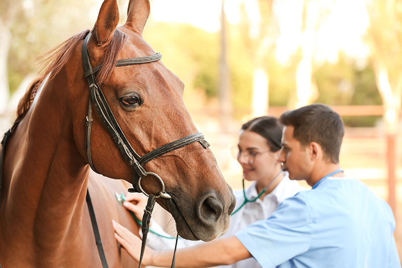 Equine