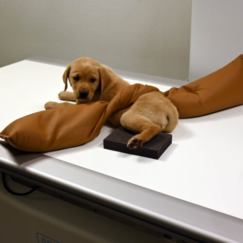 Closed Cell Veterinary Sponge Bundle - Image 7