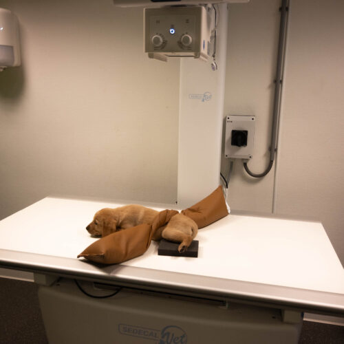 Closed Cell Veterinary Surgical Sponge Bundle - Image 8