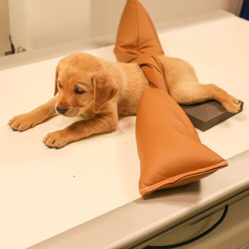 Closed Cell Veterinary Sponge Bundle - Image 8
